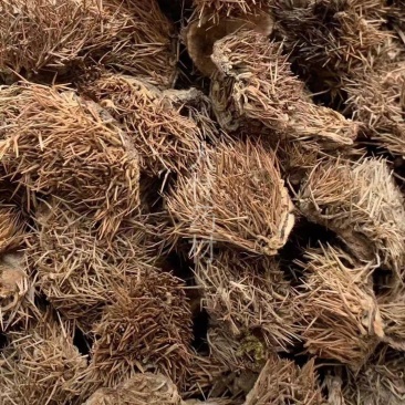 风栗壳【包邮】三斤起发货可批量可零售量大从优