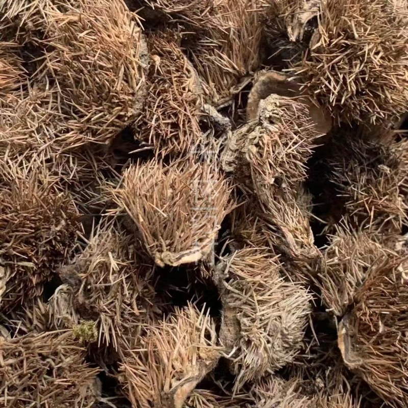 风栗壳【包邮】三斤起发货可批量可零售量大从优