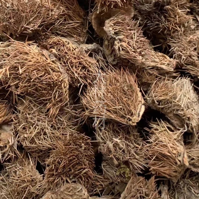 风栗壳【包邮】三斤起发货可批量可零售量大从优