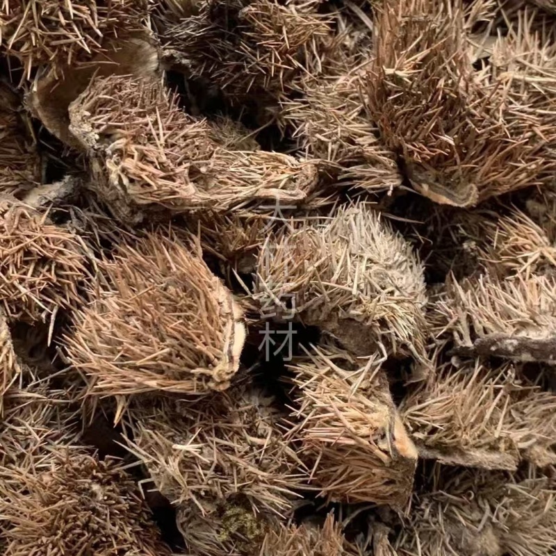 风栗壳【包邮】三斤起发货可批量可零售量大从优