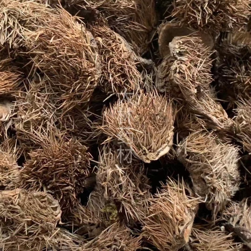 风栗壳【包邮】三斤起发货可批量可零售量大从优