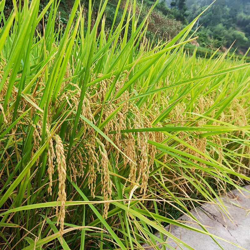 浙两优粤禾丝苗水稻种子高产抗病稻谷种子纯夏播长粒杂交水稻