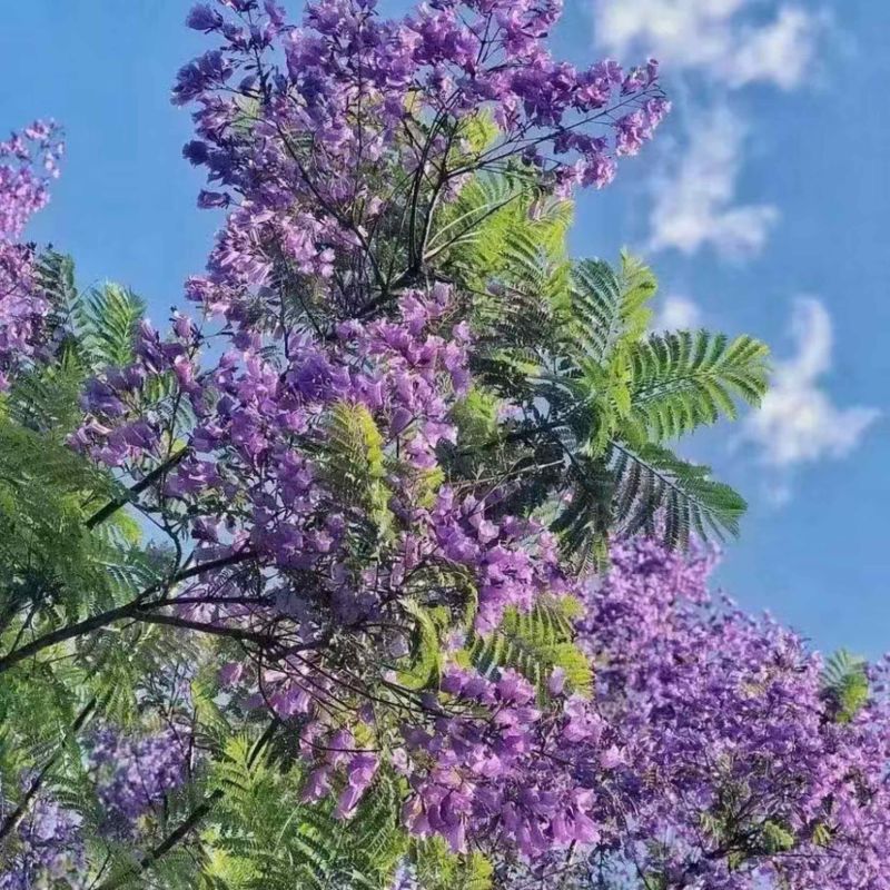 蓝花楹种子庭院观赏花卉