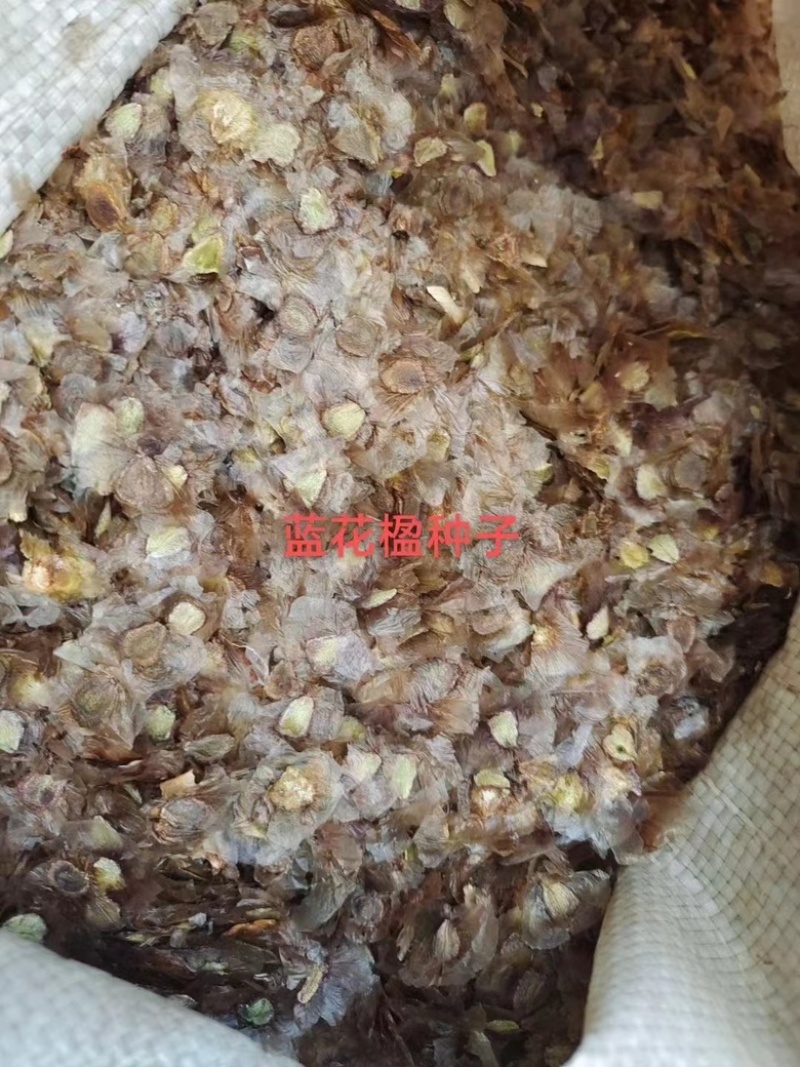 蓝花楹种子庭院观赏花卉