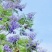 蓝花楹种子庭院观赏花卉