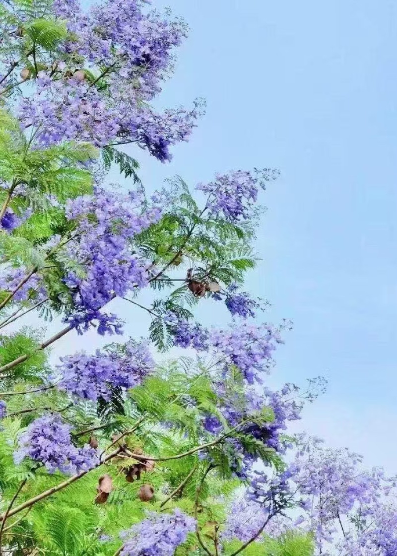 蓝花楹种子庭院观赏花卉