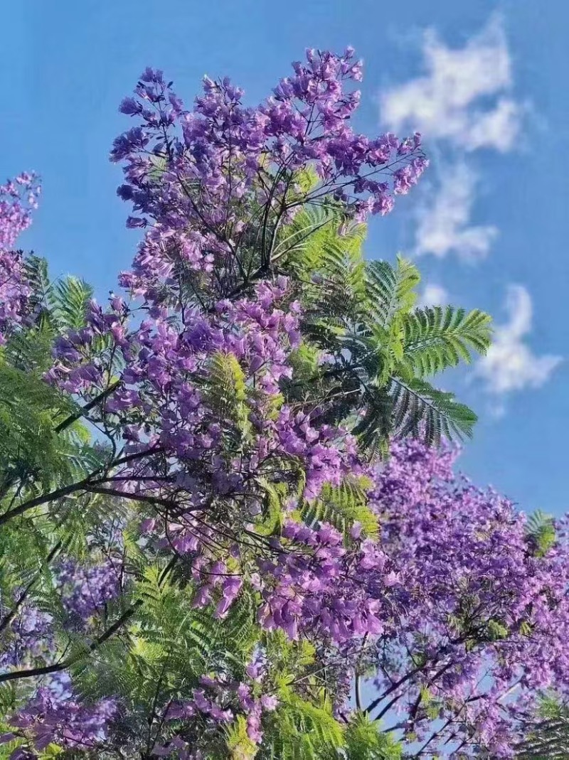 蓝花楹种子庭院观赏花卉