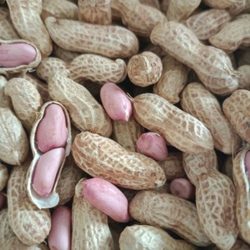 花育9616花生种子高产高油大粒带壳薄壳薄皮出油高耐旱涝