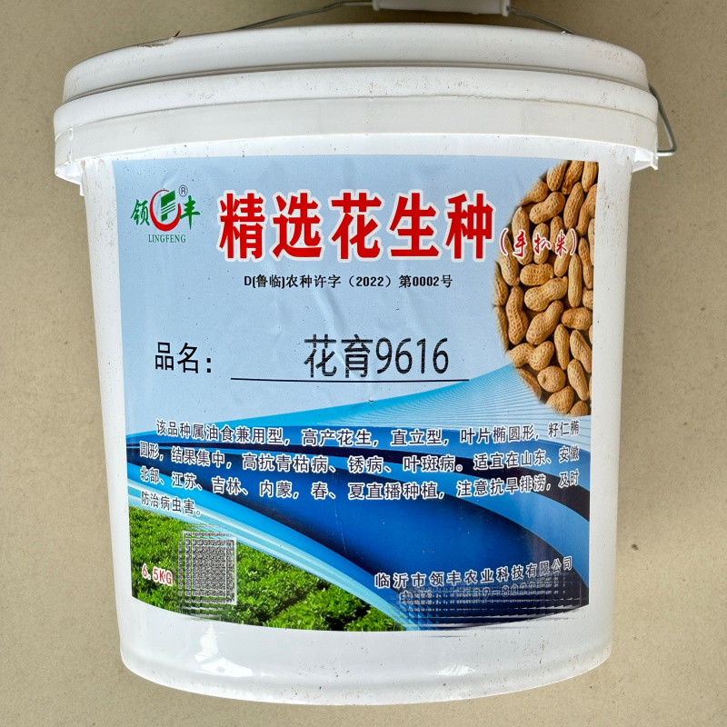 花育9616花生种子高产高油大粒带壳薄壳薄皮出油高耐旱涝