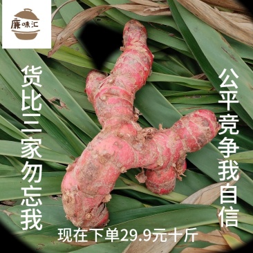 廉味汇品牌新鲜红皮南姜