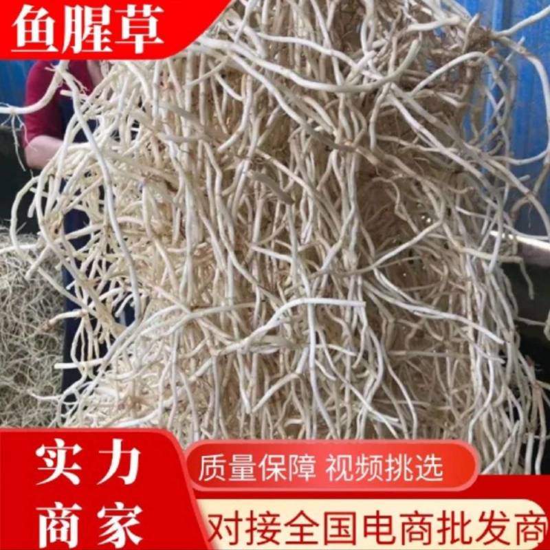 产地直发，水洗折耳根，现挖现发，量大从优，农户直发