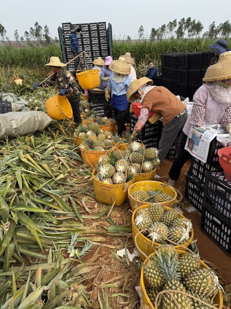广东徐闻菠萝对接外贸、国内批发市场、加工厂、电商等