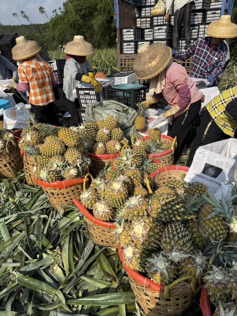 广东徐闻菠萝对接外贸、国内批发市场、加工厂、电商等