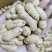 临花17花生种子高出油花生种籽抗病耐旱原种春播