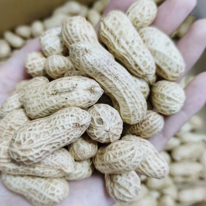 临花17花生种子高出油花生种籽抗病耐旱原种春播