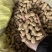 临花17花生种子高出油花生种籽抗病耐旱原种春播