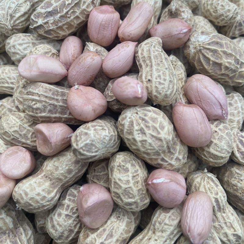 临花17花生种子高出油花生种籽抗病耐旱原种春播