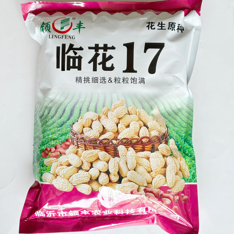 临花17花生种子高出油花生种籽抗病耐旱原种春播
