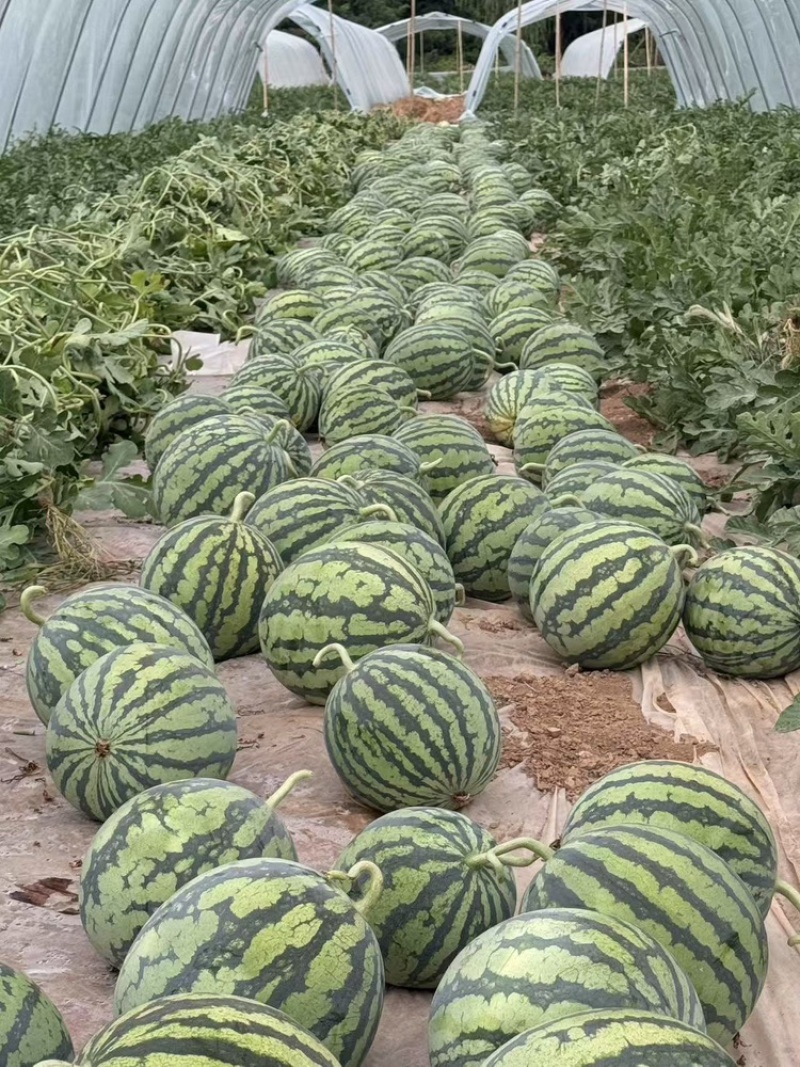 夏邑无籽西瓜大量上市我在产地直发电商商超工厂市场