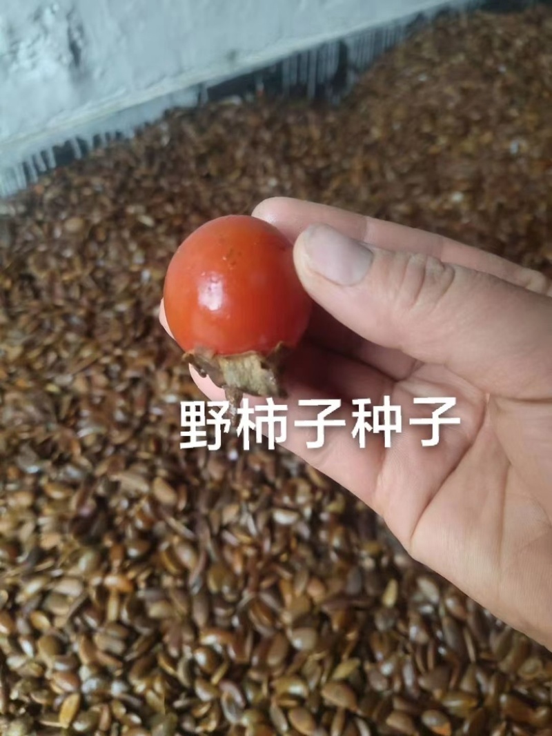 野柿子种子嫁接甜柿耐寒