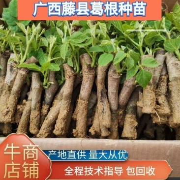 无渣粉葛，葛根种苗，高产粉葛苗，免费提供技术指导，包回收