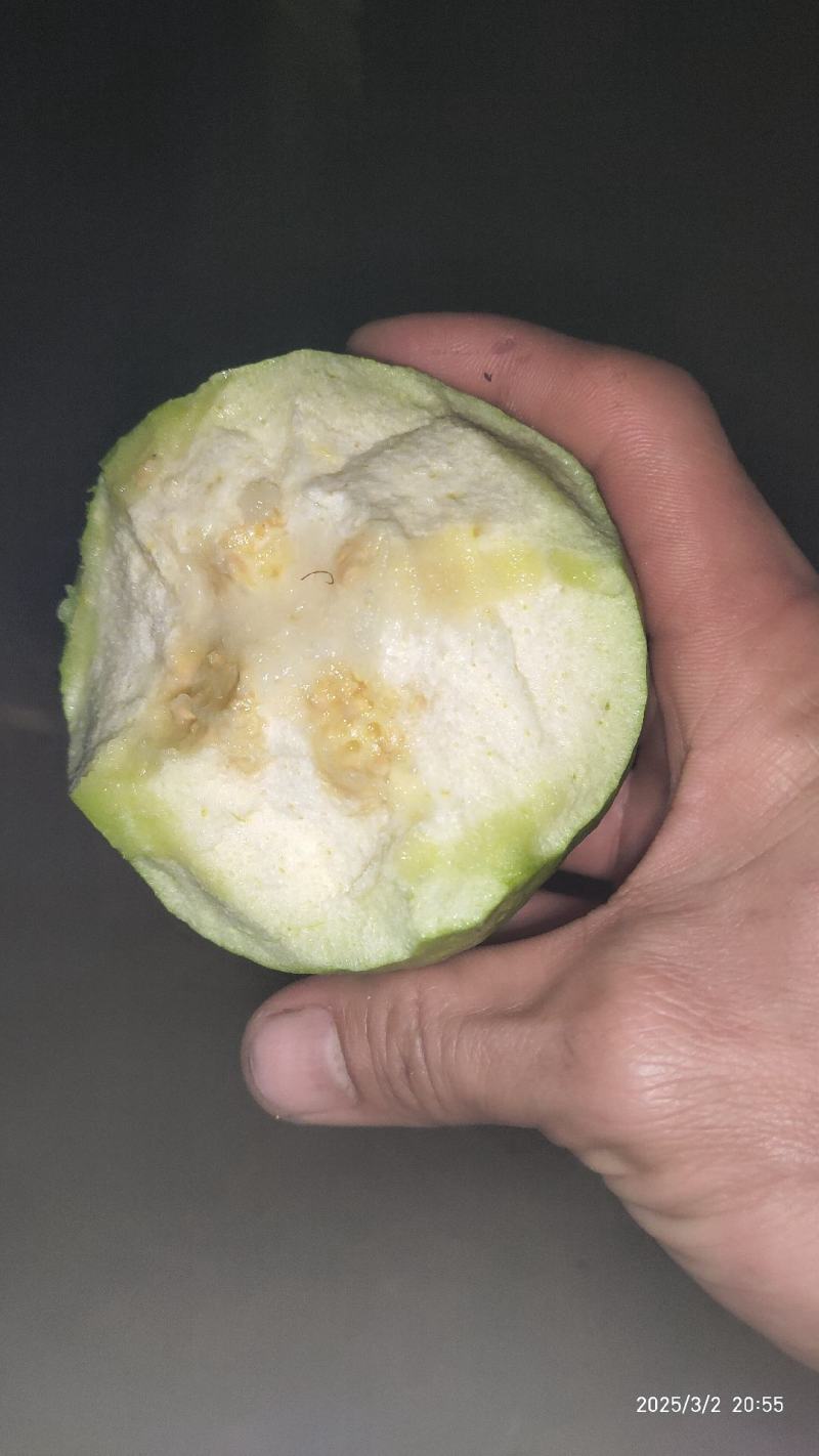 帝王番石榴，白心芭乐，红心芭乐