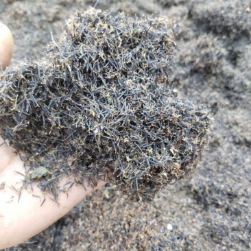 鬼针草种子药用室外种植易种