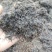 鬼针草种子药用室外种植易种
