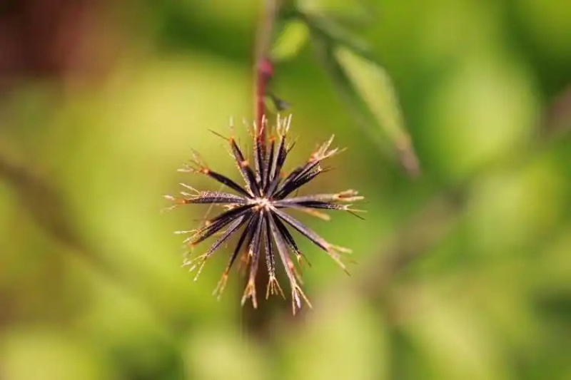 鬼针草种子药用室外种植易种