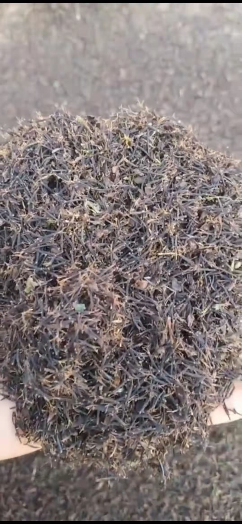 鬼针草种子药用室外种植易种