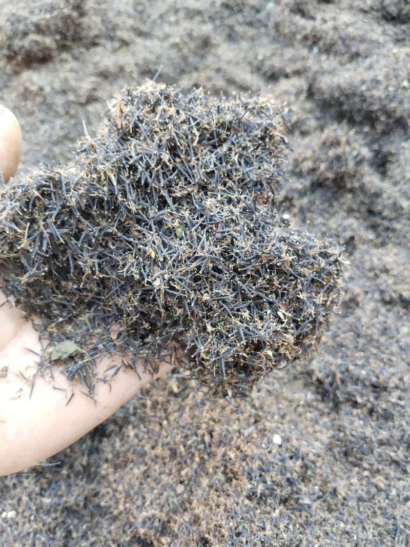 鬼针草种子药用室外种植易种