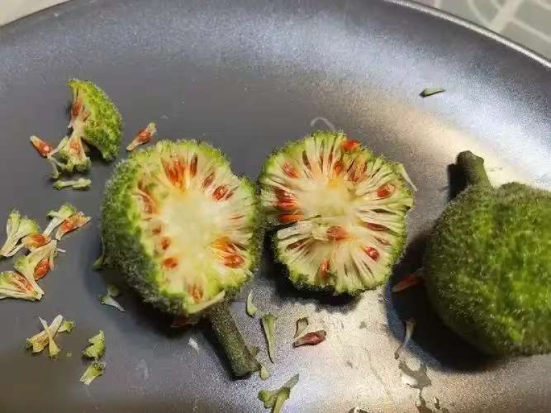 构树种子防风固沙四季
