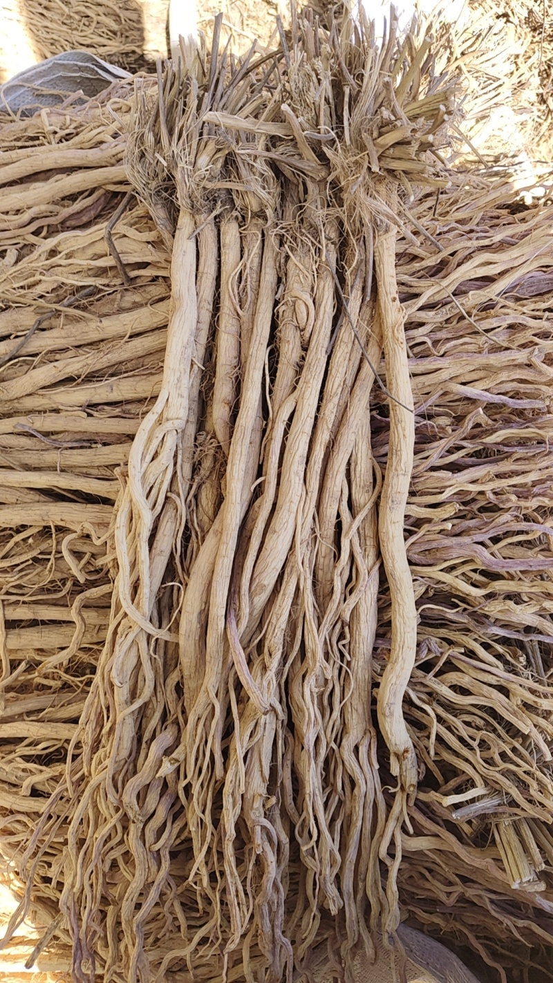甘肃关防风，两年生，苗栽，条形大，含量高，地摊电商优选。