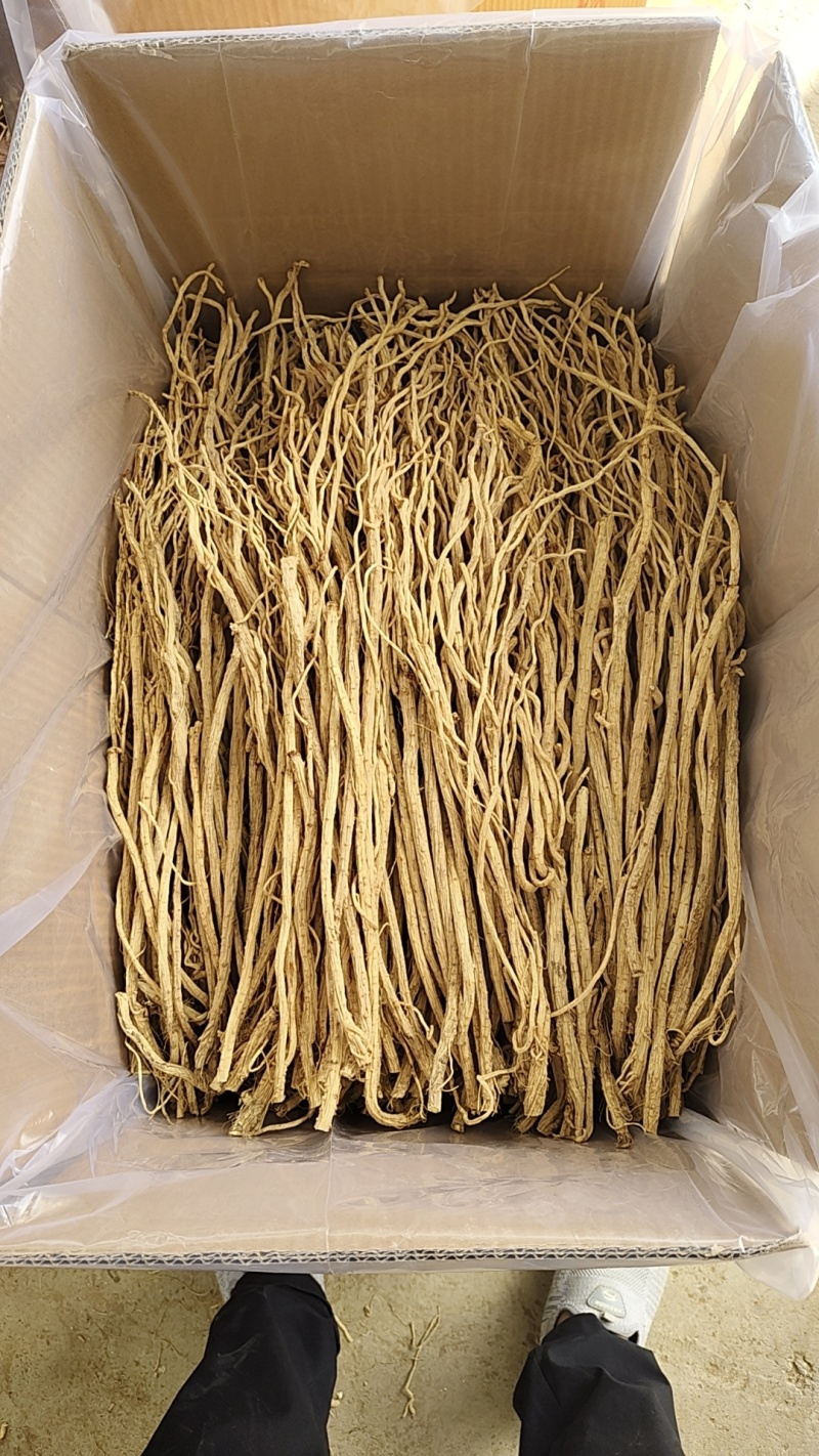 甘肃关防风，两年生，苗栽，条形大，含量高，地摊电商优选。
