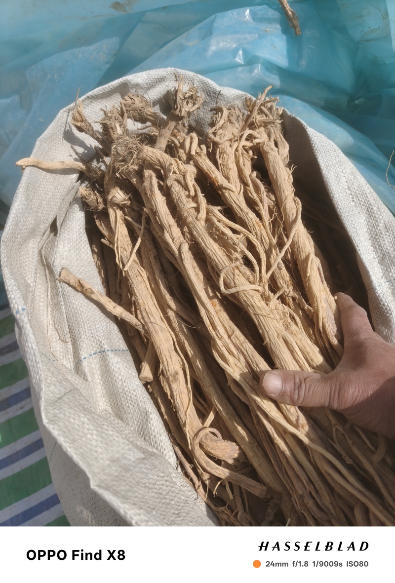 甘肃关防风，两年生，苗栽，条形大，含量高，地摊电商优选。