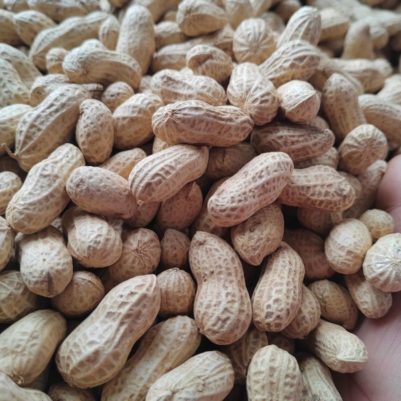 花育38大粒花生种子高产抗病出油多手工去壳皮粉红色花生种