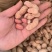 花育38大粒花生种子高产抗病出油多手工去壳皮粉红色花生种