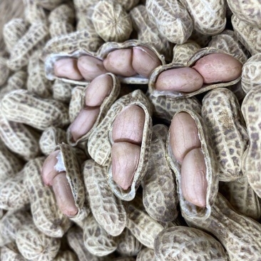花育38大粒花生种子高产抗病出油多手工去壳皮粉红色花生种