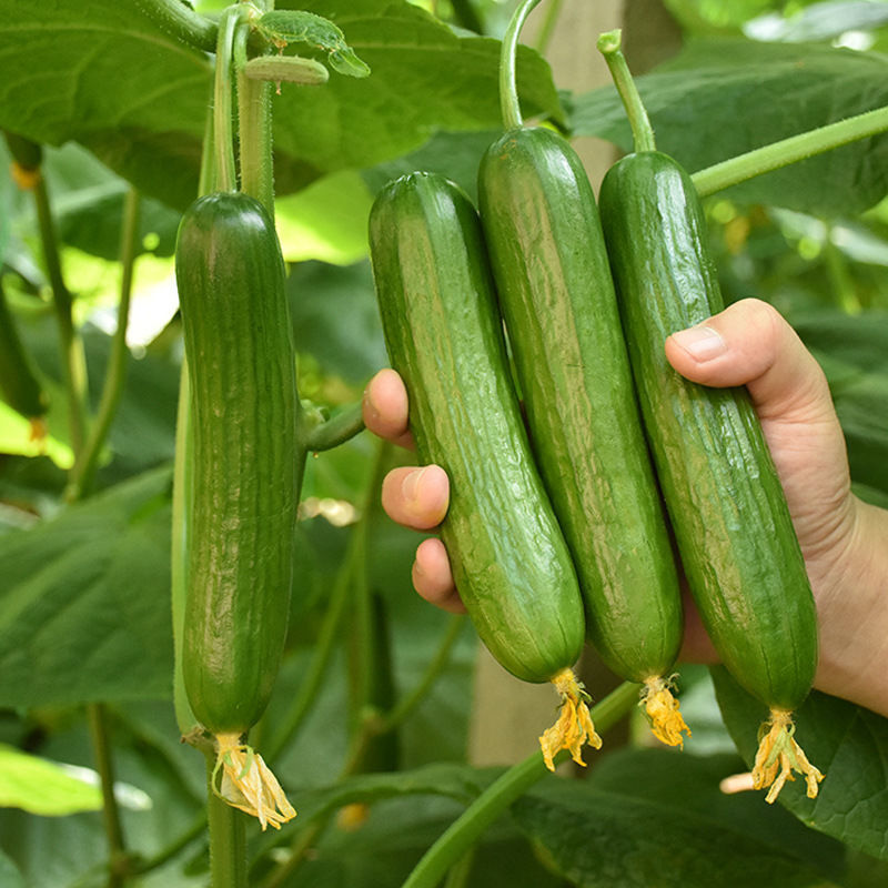 申研阿库拉荷兰水果黄瓜种子无刺小黄瓜旱黄瓜籽阳台盆栽