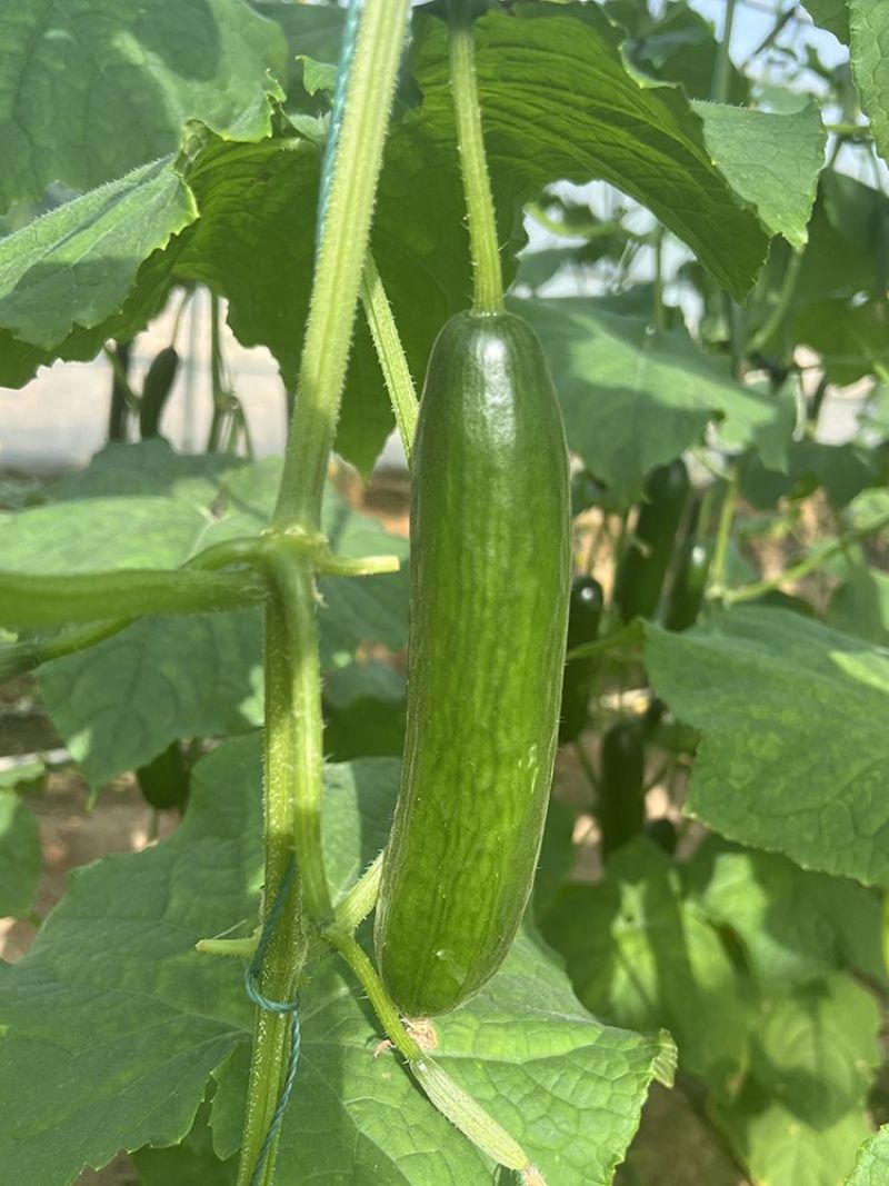 申研阿库拉荷兰水果黄瓜种子无刺小黄瓜旱黄瓜籽阳台盆栽