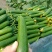申研阿库拉荷兰水果黄瓜种子无刺小黄瓜旱黄瓜籽阳台盆栽