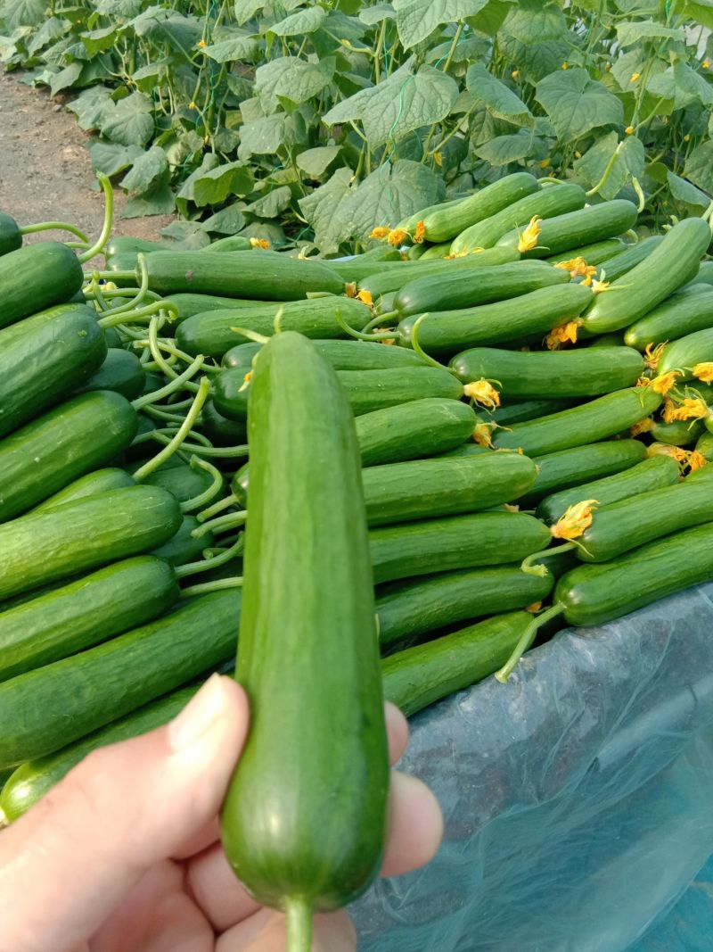 申研阿库拉荷兰水果黄瓜种子无刺小黄瓜旱黄瓜籽阳台盆栽