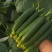 申研阿库拉荷兰水果黄瓜种子无刺小黄瓜旱黄瓜籽阳台盆栽