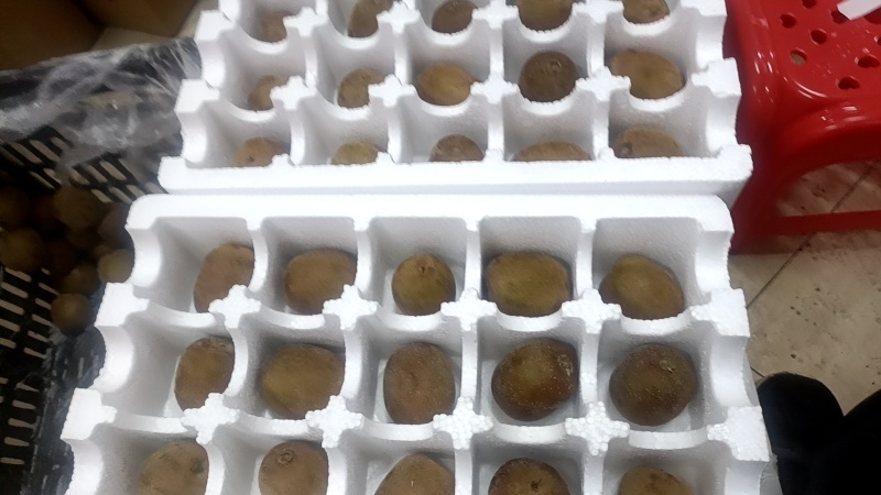 一件代发，黄心猕猴桃，电商对接，新鲜水果，