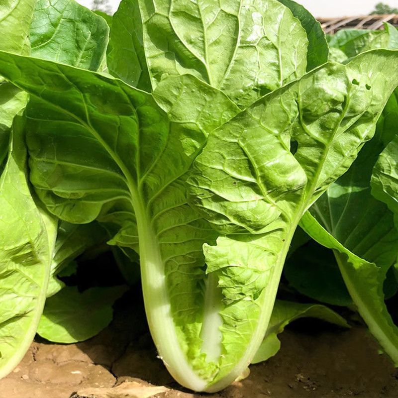 盛夏3号速生小白菜种子耐热绿帮厚叶快菜种籽蔬菜种籽