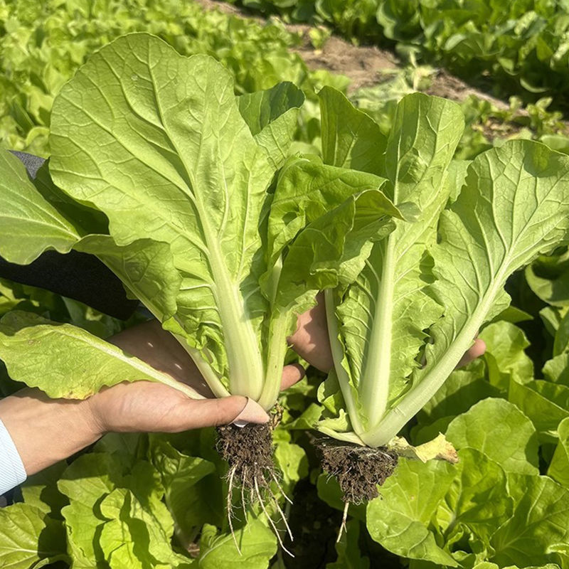 盛夏3号速生小白菜种子耐热绿帮厚叶快菜种籽蔬菜种籽