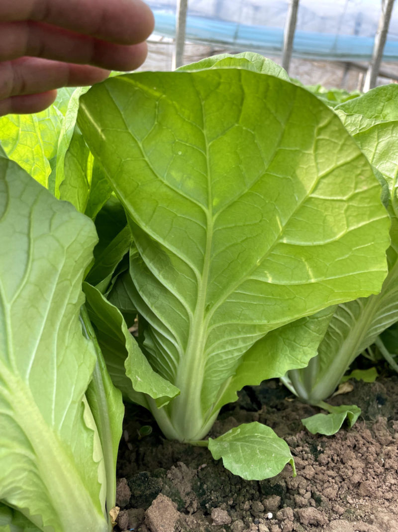盛夏3号速生小白菜种子耐热绿帮厚叶快菜种籽蔬菜种籽