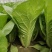 盛夏3号速生小白菜种子耐热绿帮厚叶快菜种籽蔬菜种籽