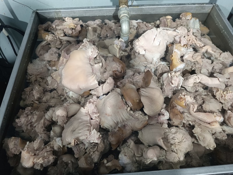 牛欢喜（牛屁股，尿泡，欢喜等连体，）无油无杂志，全部是筋