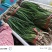 精品小香葱，香葱绿绿的，无黄头，长度可以，